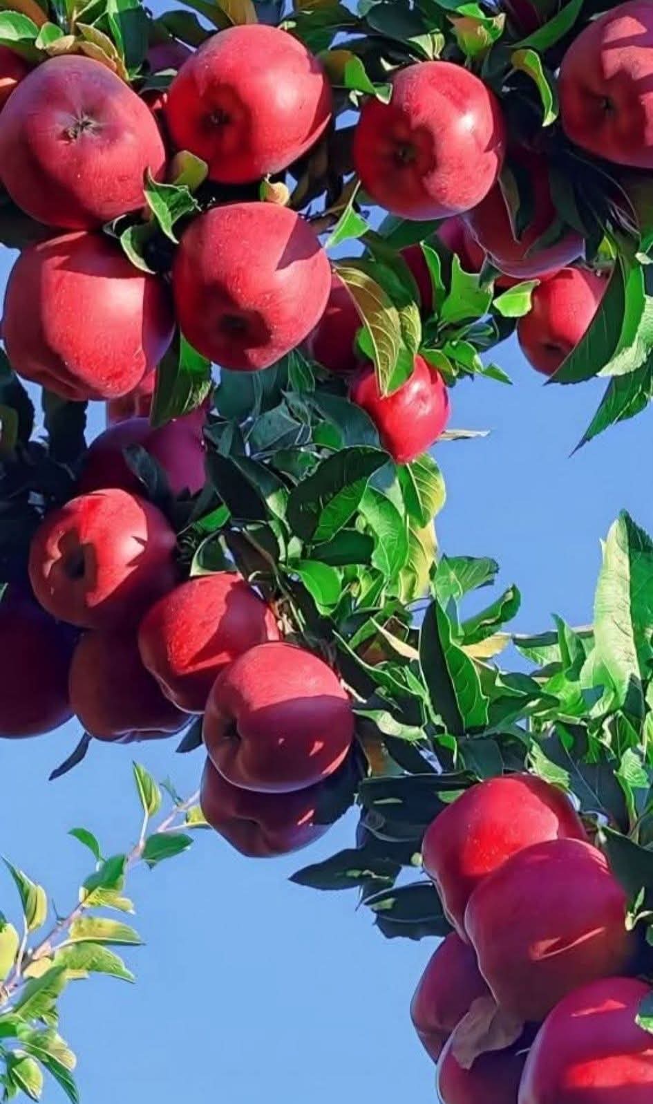 Fresh Fruits Collection