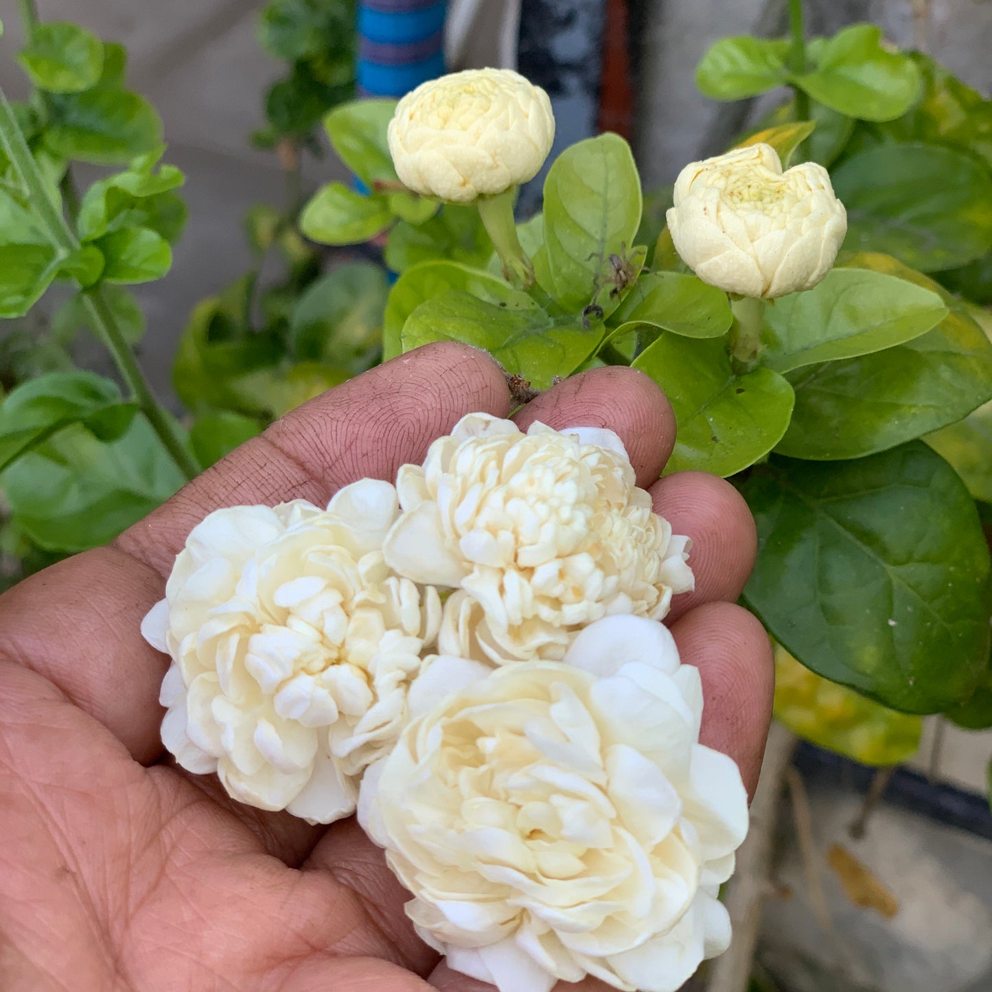 चमेली (Indian Jasmine)
