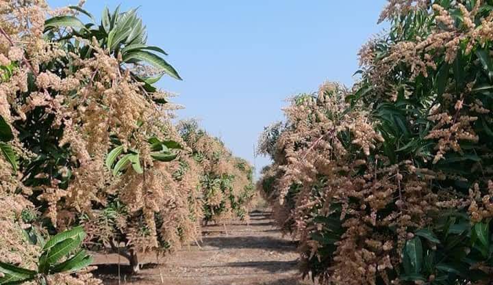 Plant Nursery
